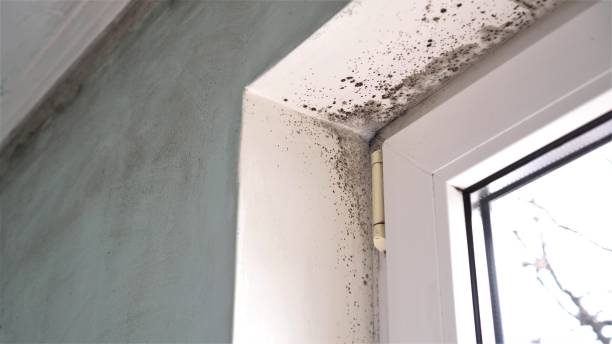 Best Air Quality Testing for Mold Spores  in Hazlehurst, GA